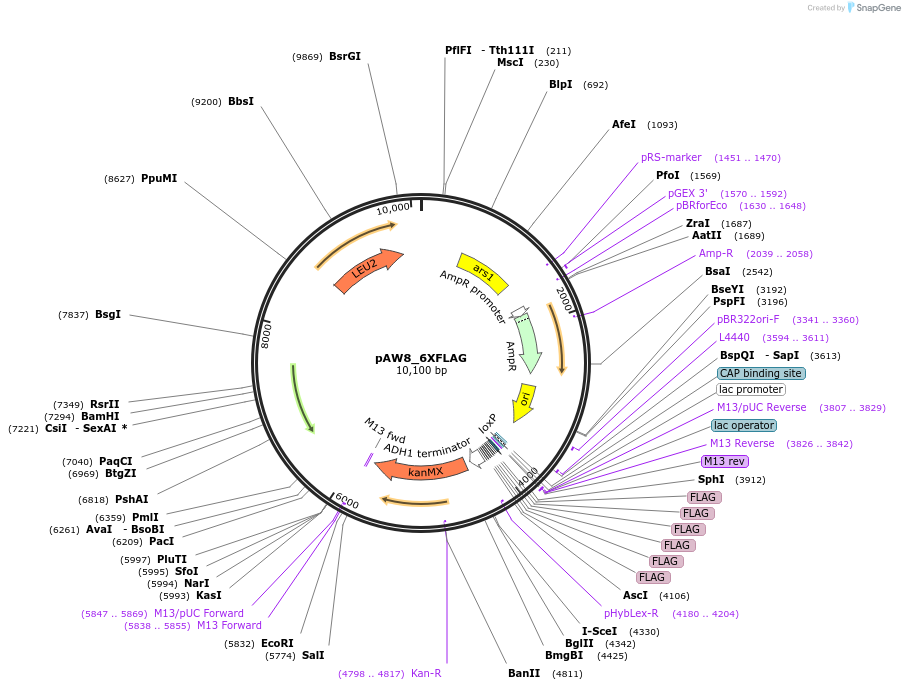 110235-plasmid-map-sequence-id-242376