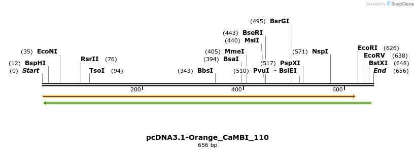 242386_map
