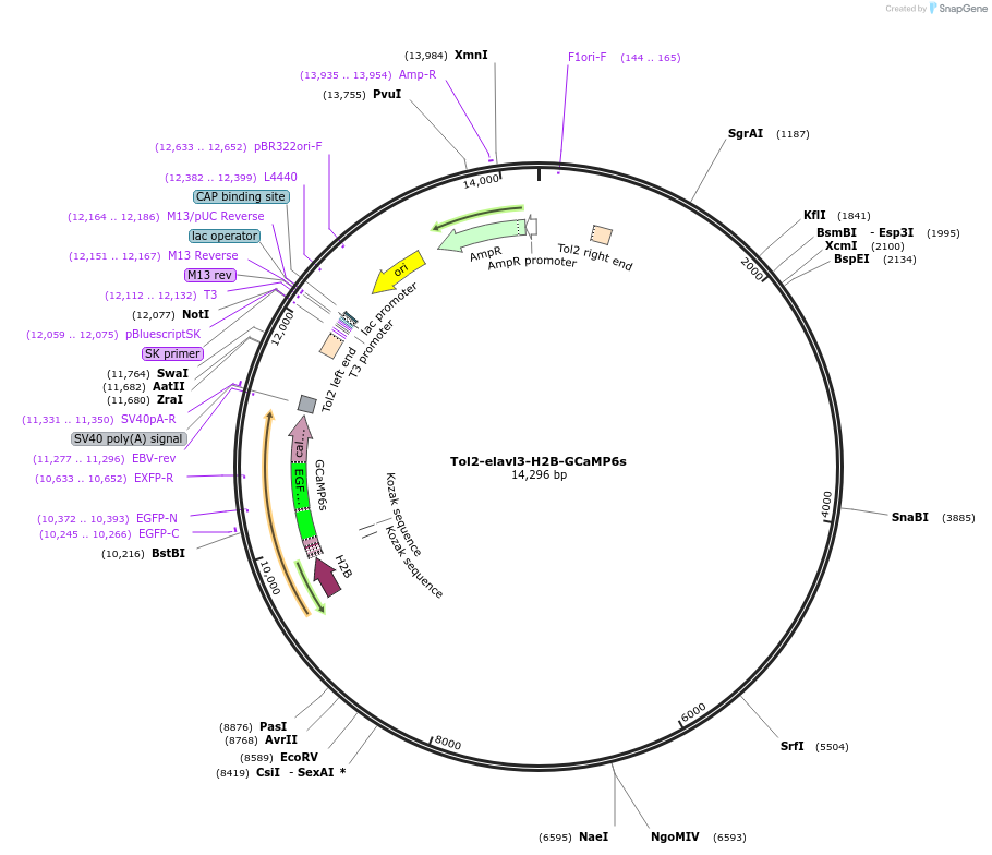 59530-plasmid-map-sequence-id-242388
