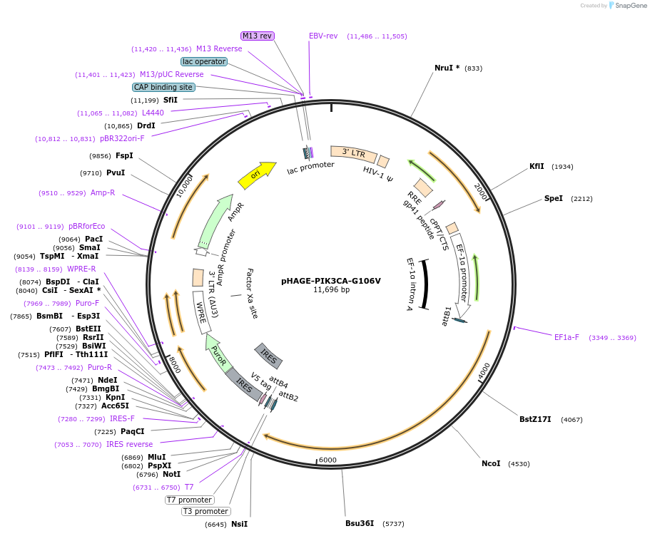 116494-plasmid-map-sequence-id-242391