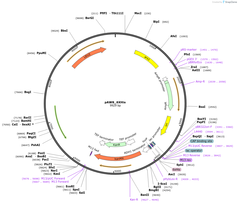 110236-plasmid-map-sequence-id-242392