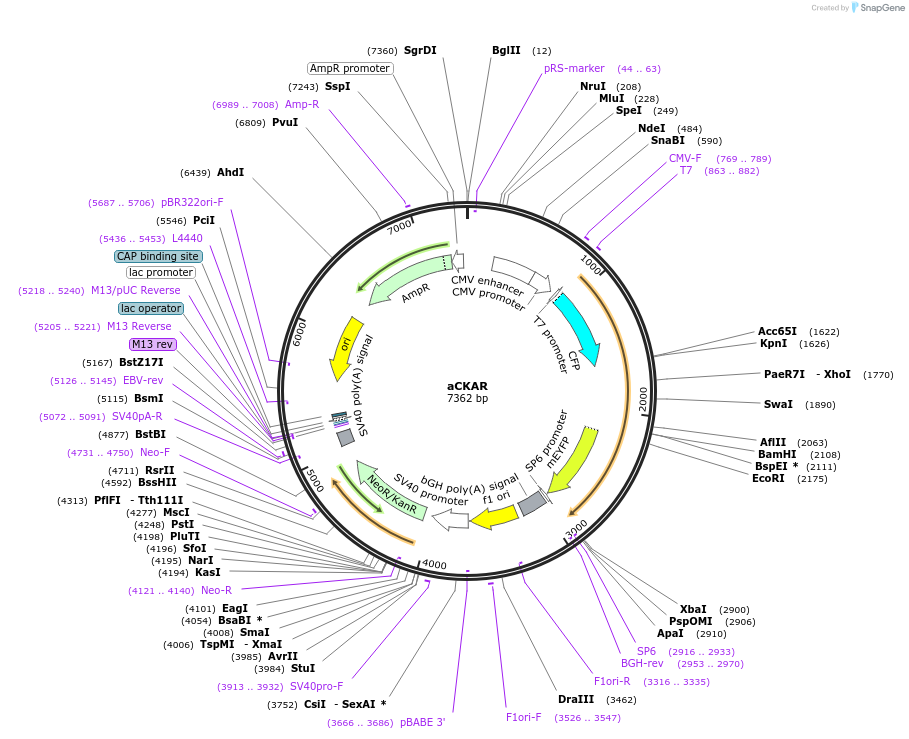 124427-plasmid-map-sequence-id-242394