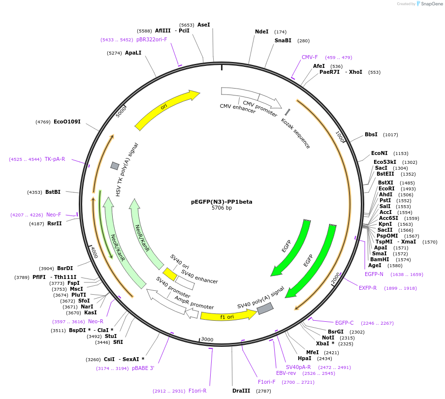 44223-plasmid-map-sequence-id-242395