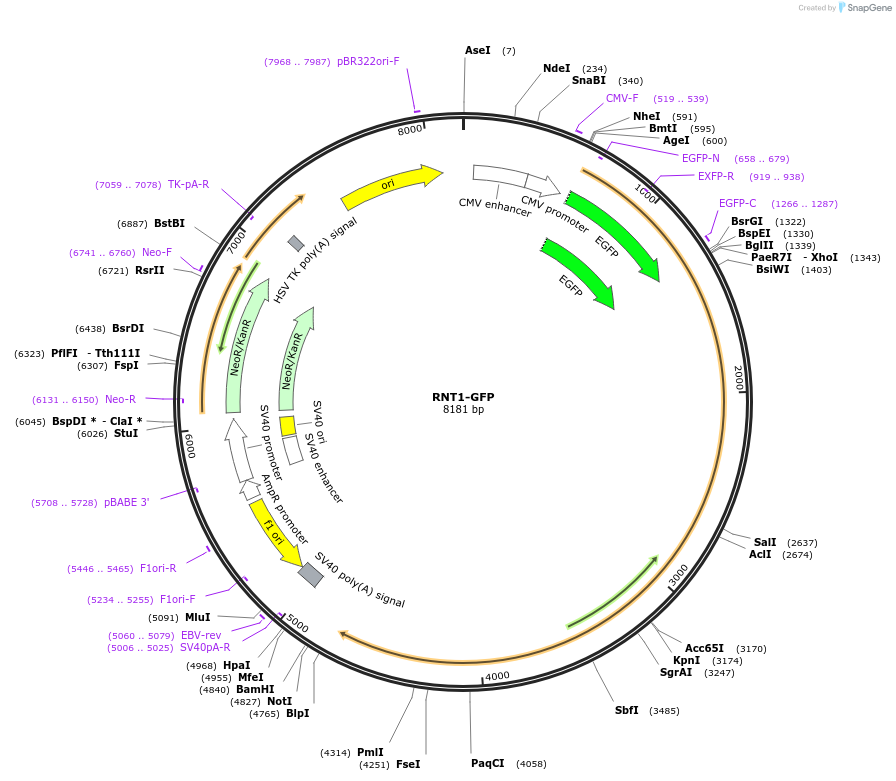 17708-plasmid-map-sequence-id-242400
