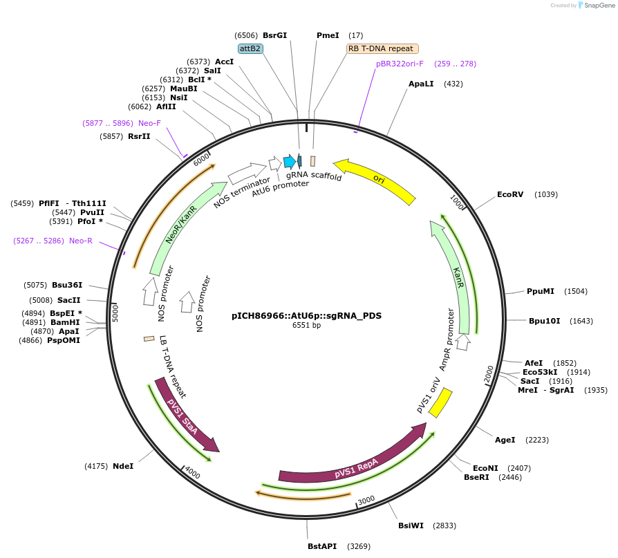 46966-plasmid-map-sequence-id-242403