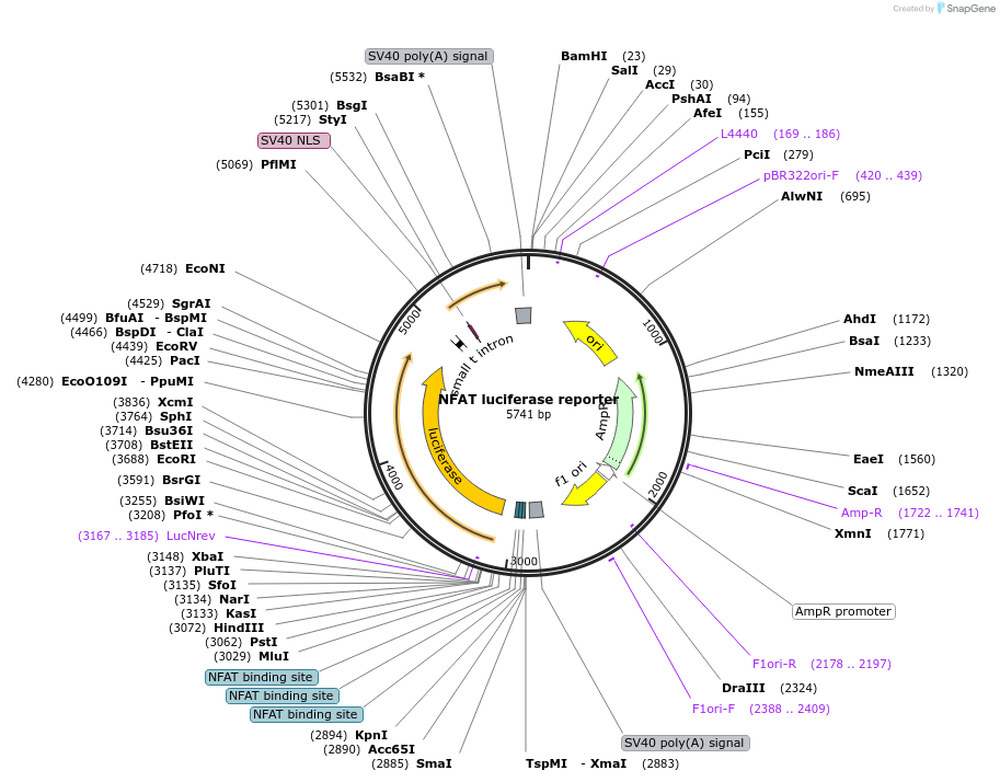 10959-plasmid-map-sequence-id-242407