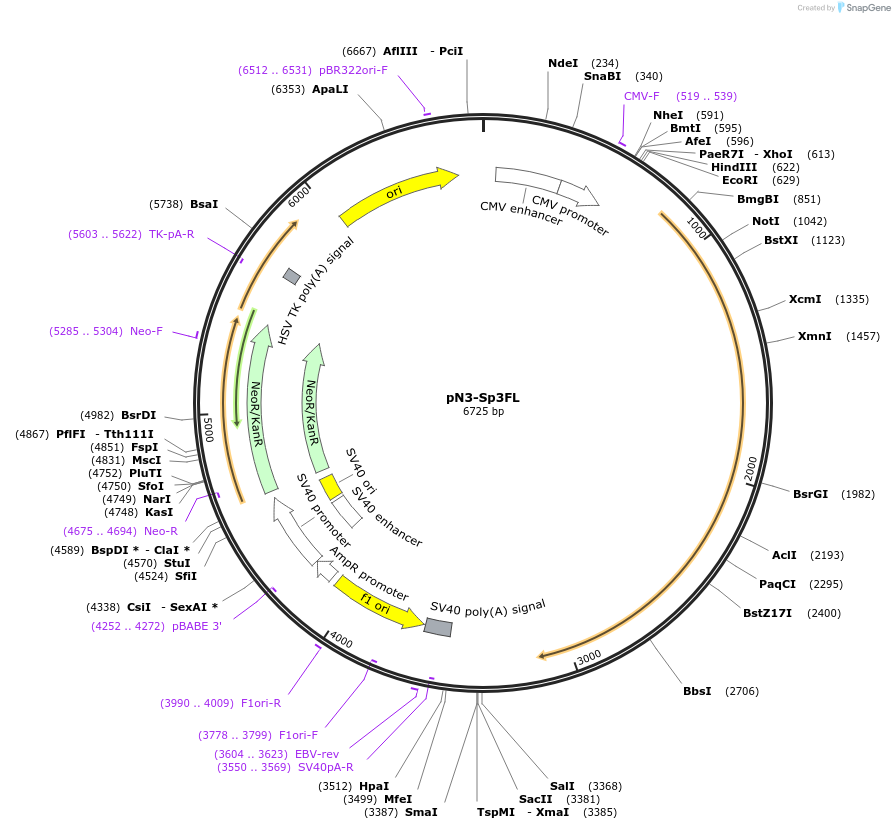 24541-plasmid-map-sequence-id-242409