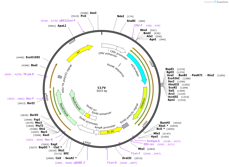 26395-plasmid-map-sequence-id-242410