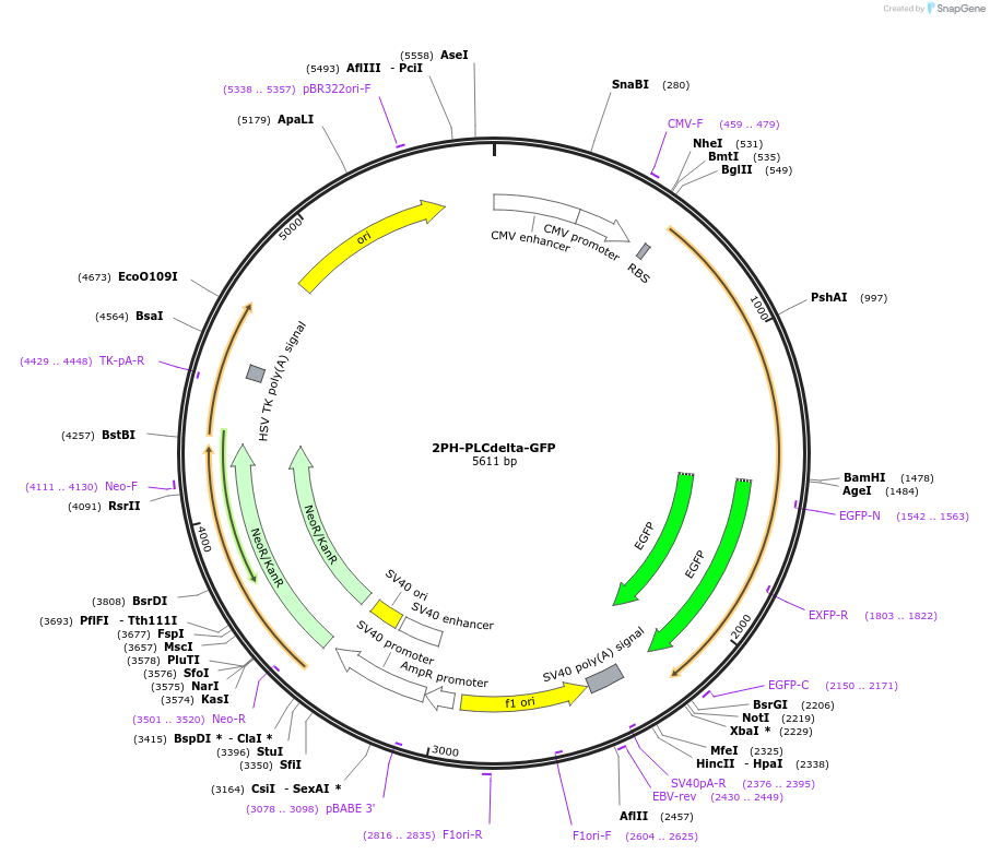 35142-plasmid-map-sequence-id-242412