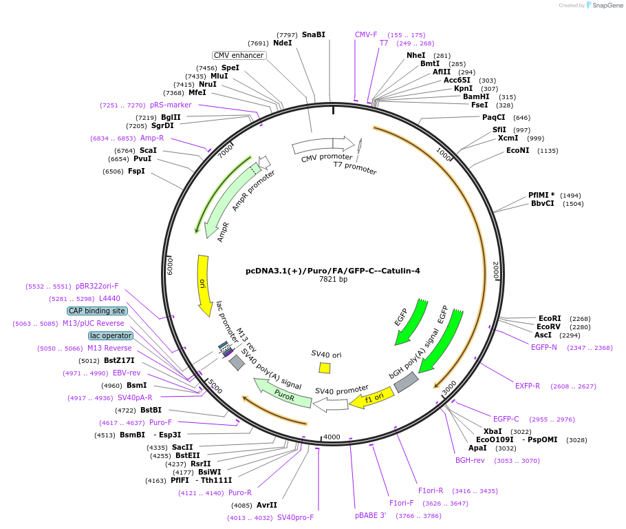 112844-plasmid-map-sequence-id-242413