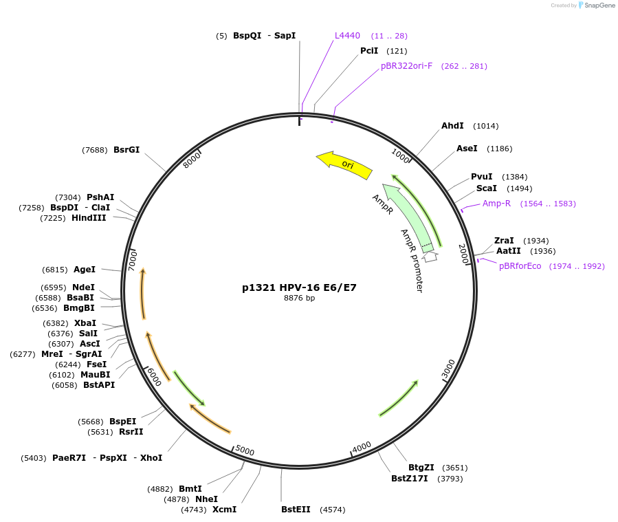 8641-plasmid-map-sequence-id-242436