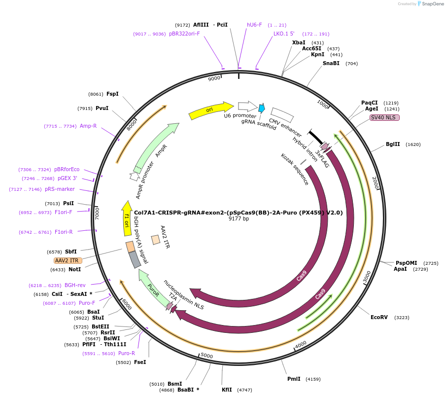 124286-plasmid-map-sequence-id-242447