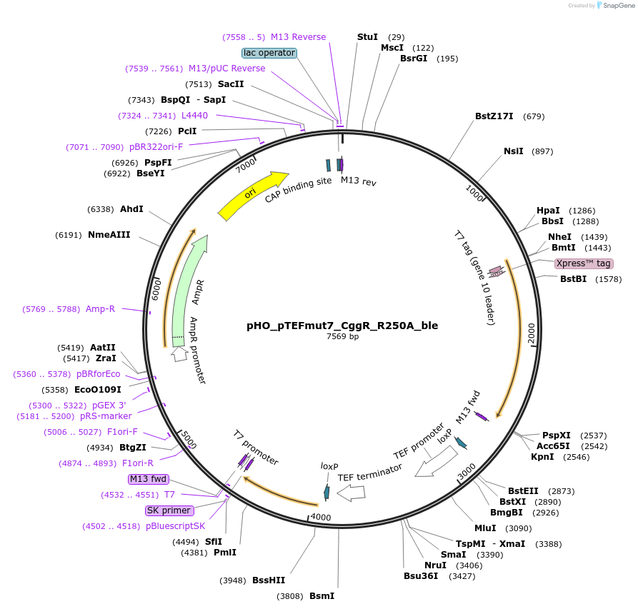 124585-plasmid-map-sequence-id-242453