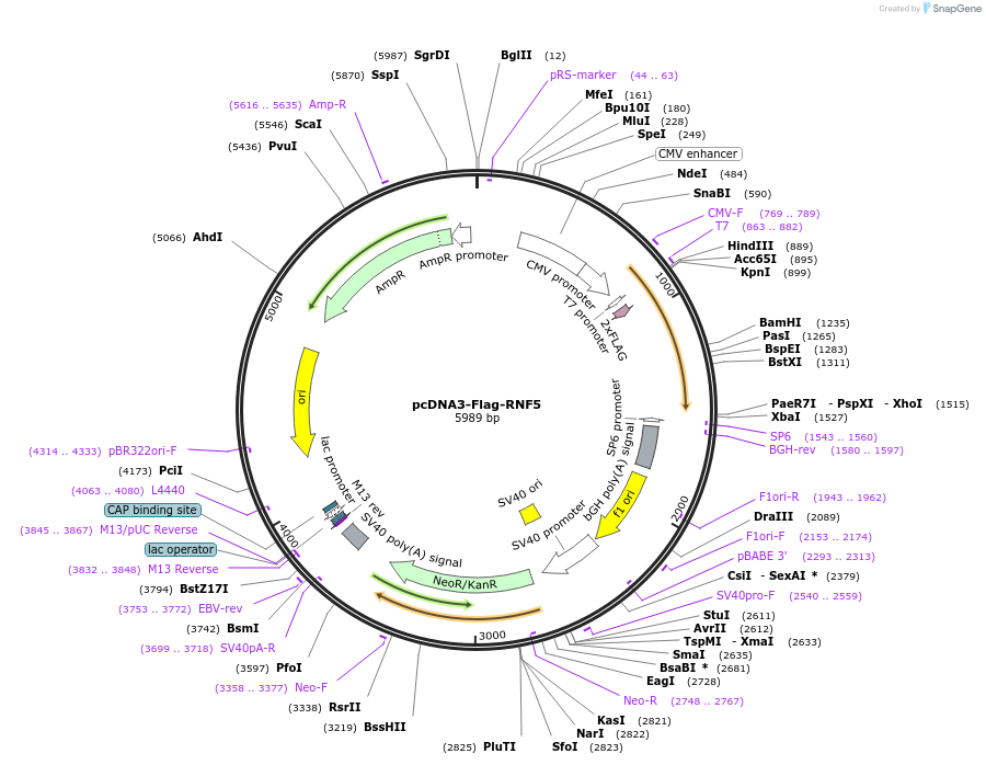 122043-plasmid-map-sequence-id-242455