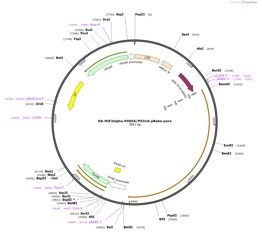 19006-plasmid-map-sequence-id-242462