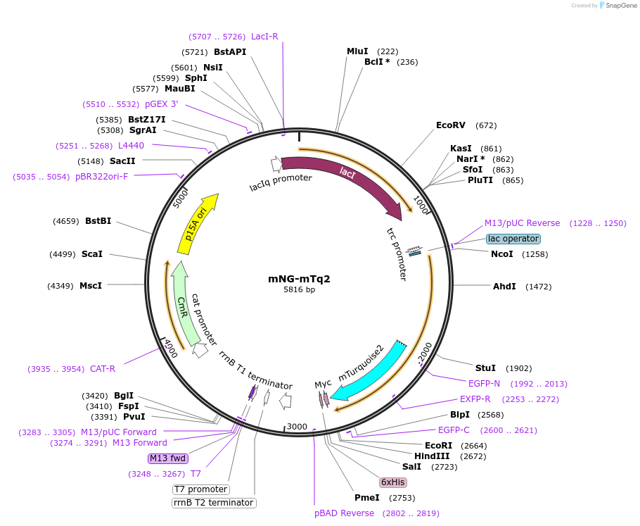 124217-plasmid-map-sequence-id-242468