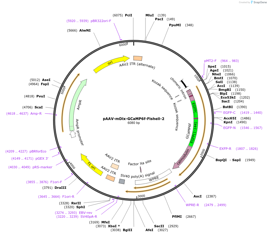 83899-plasmid-map-sequence-id-242471