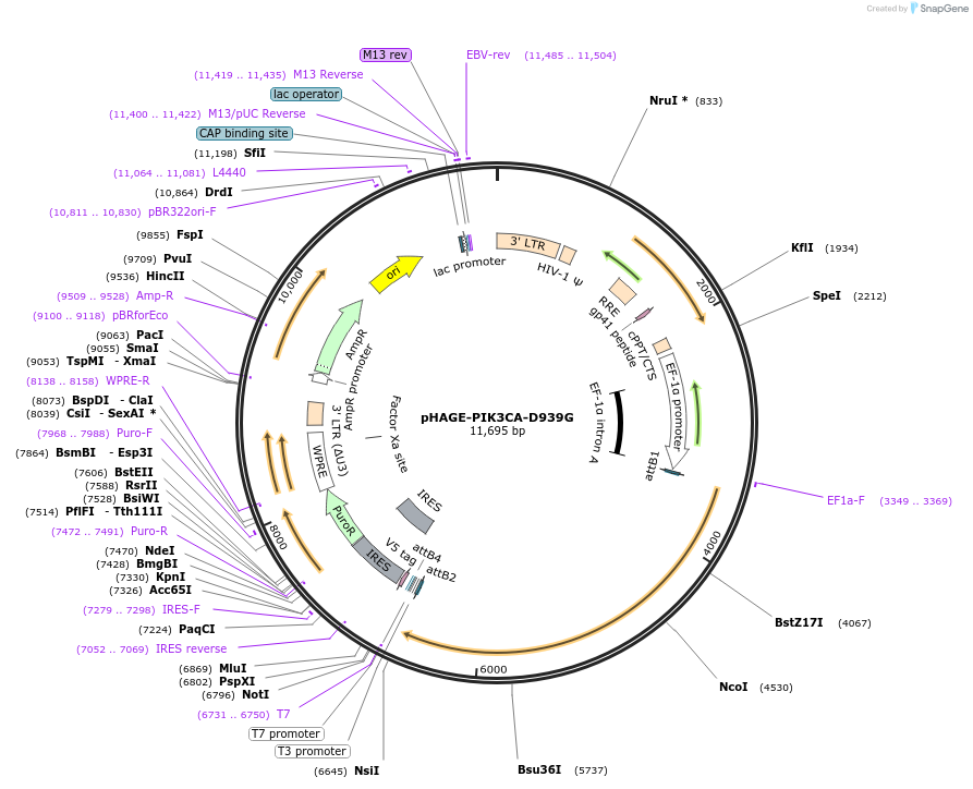 116464-plasmid-map-sequence-id-242472