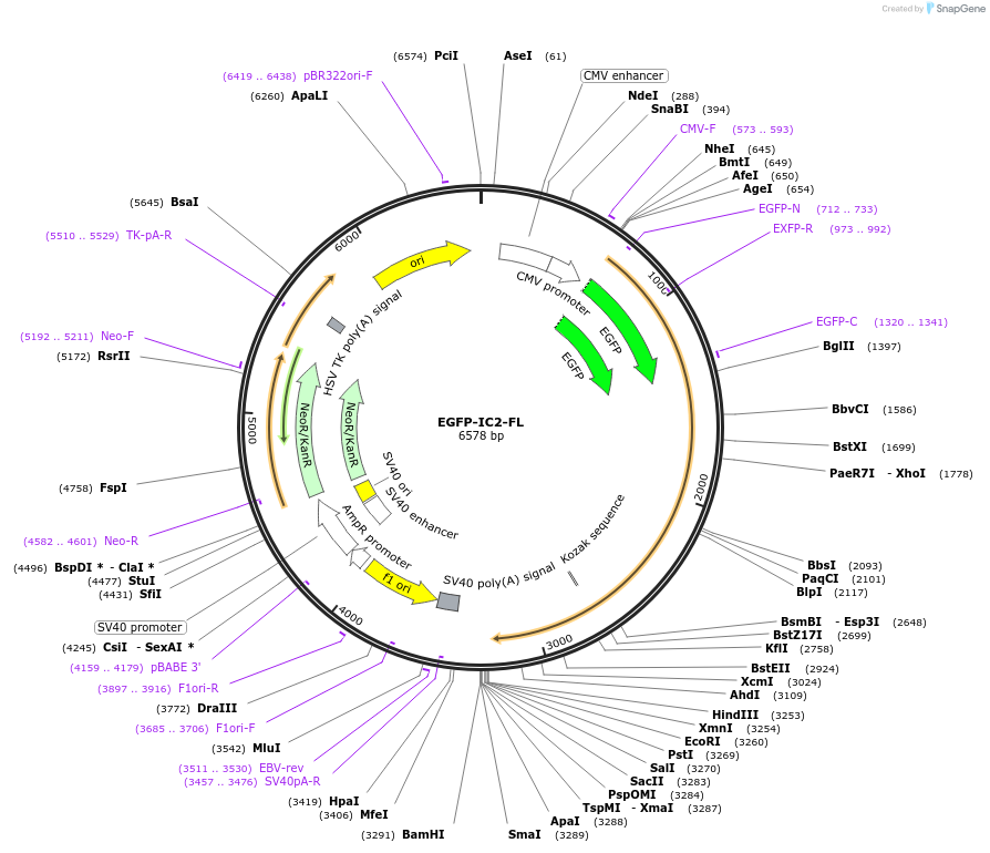 51409-plasmid-map-sequence-id-242473