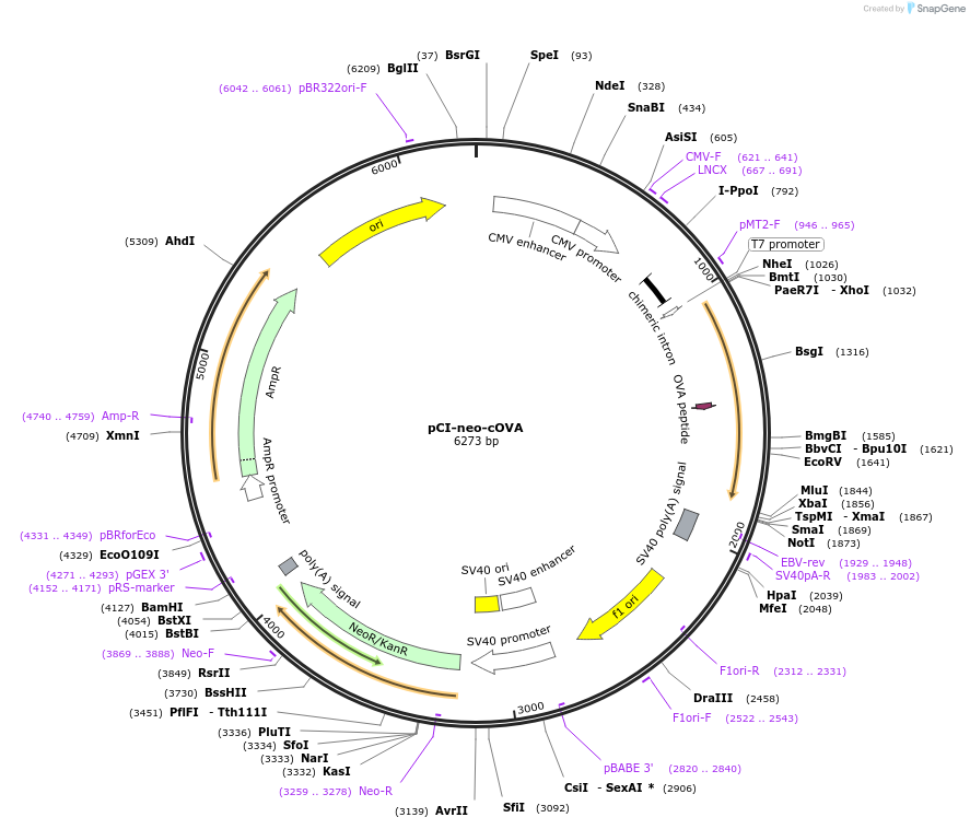 25097-plasmid-map-sequence-id-242487
