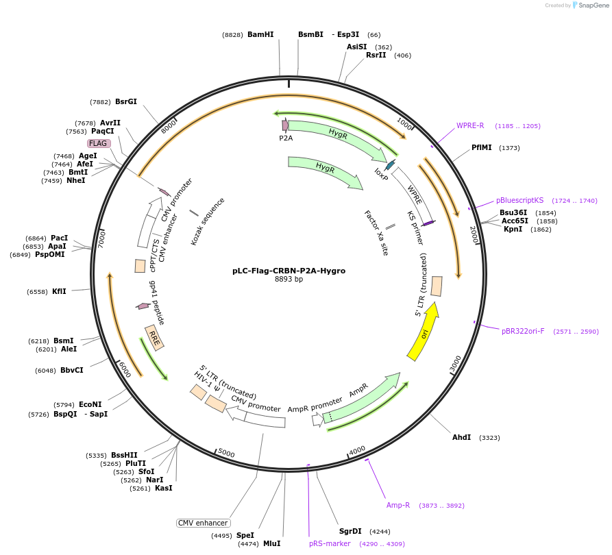 124303-plasmid-map-sequence-id-242489