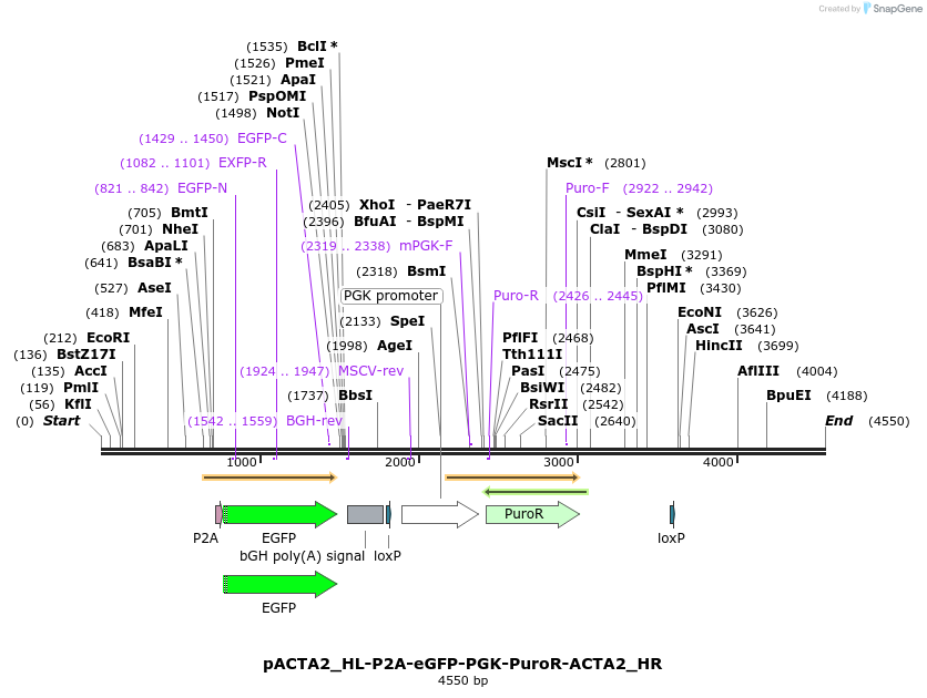 242544_map