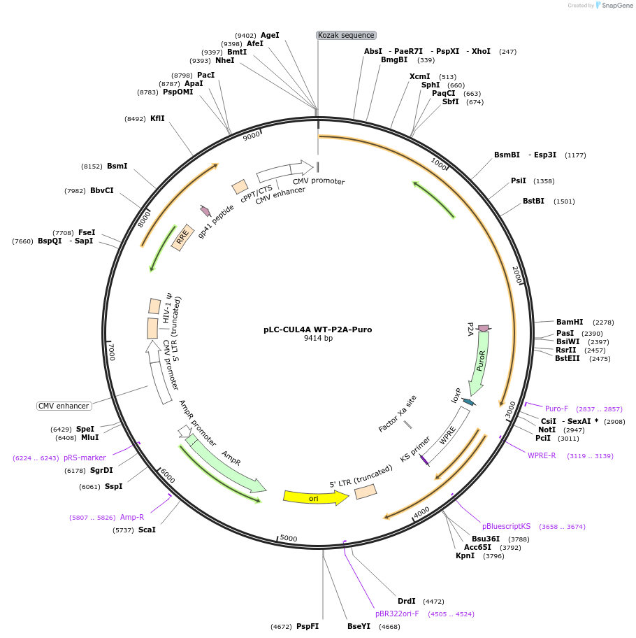 124304-plasmid-map-sequence-id-242545