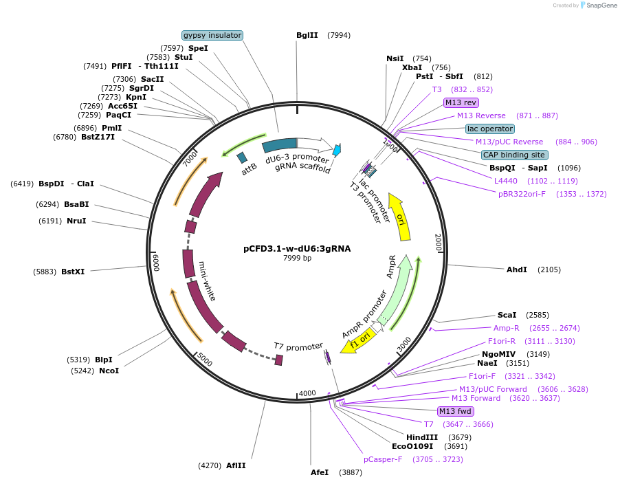 123366-plasmid-map-sequence-id-242548