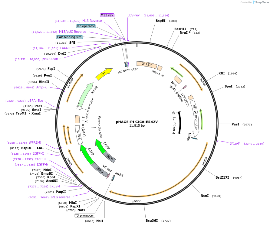 116481-plasmid-map-sequence-id-242621