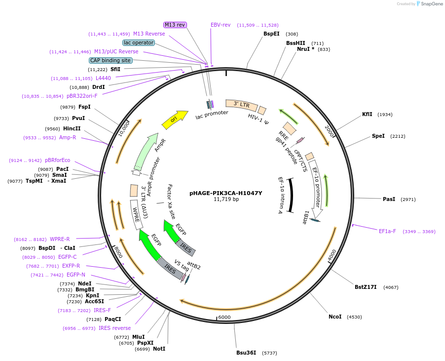116501-plasmid-map-sequence-id-242626