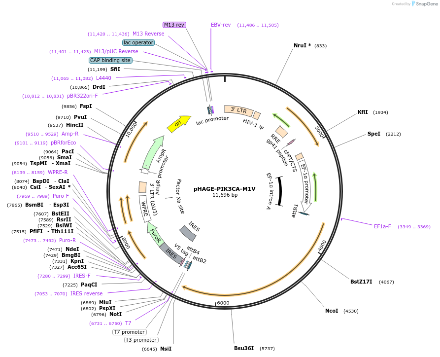 116513-plasmid-map-sequence-id-242647