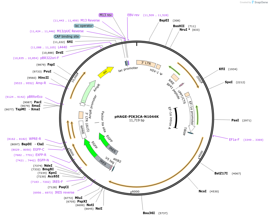 116514-plasmid-map-sequence-id-242649