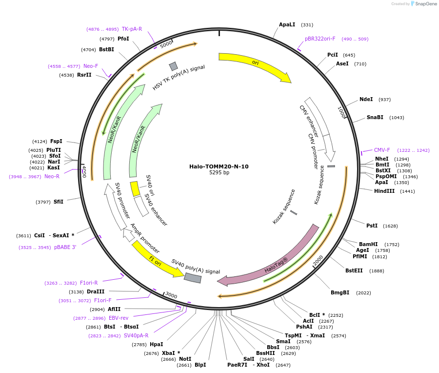 123284-plasmid-map-sequence-id-242688