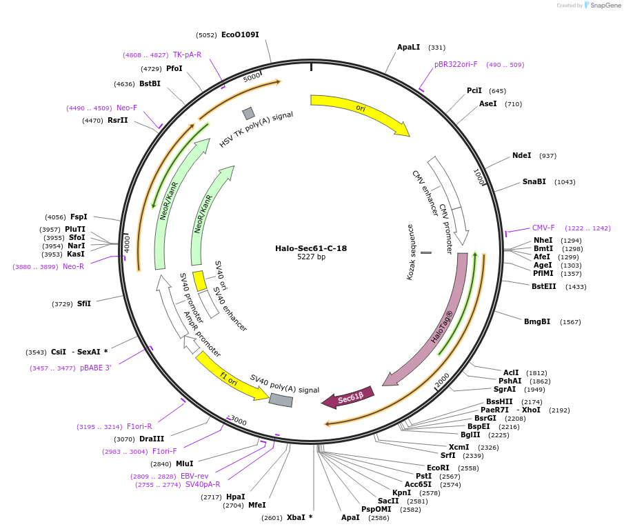123285-plasmid-map-sequence-id-242690
