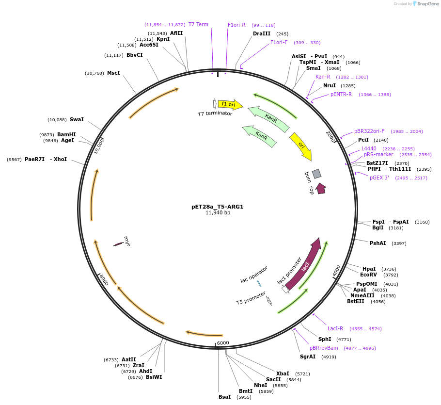 106476-plasmid-map-sequence-id-242693