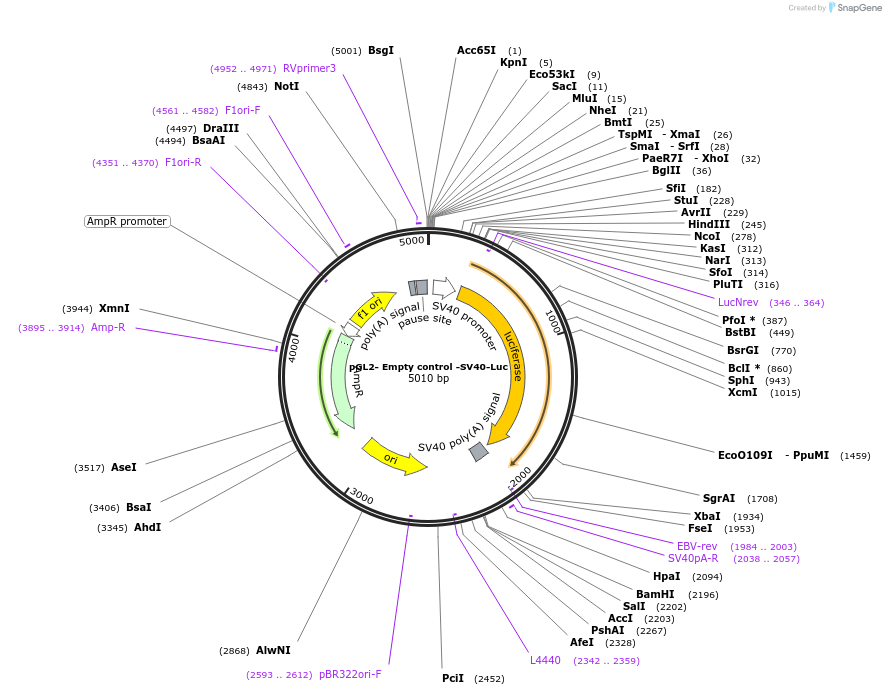 26280-plasmid-map-sequence-id-242694