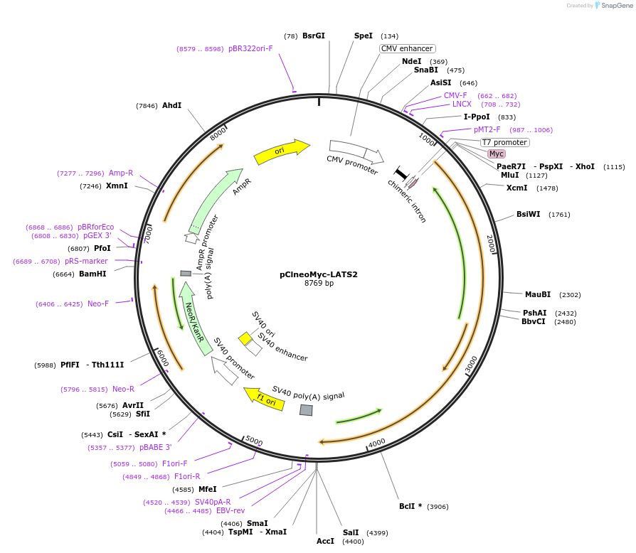 66852-plasmid-map-sequence-id-242695