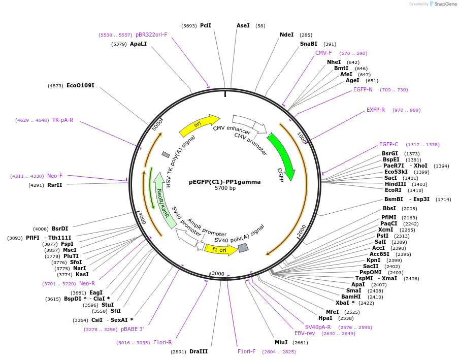 44225-plasmid-map-sequence-id-242698