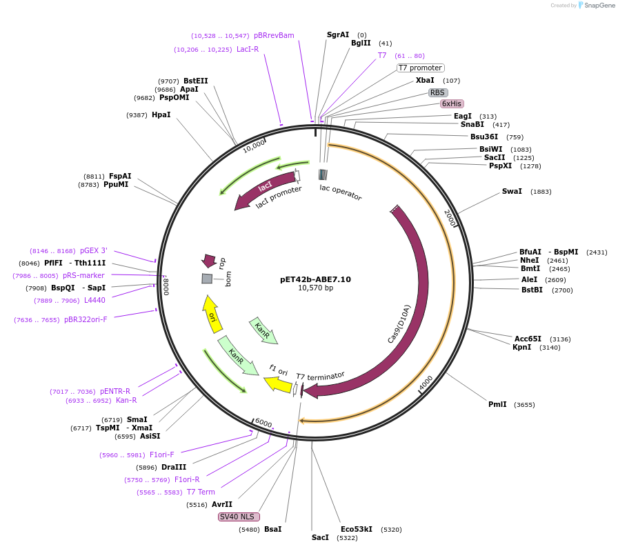 120398-plasmid-map-sequence-id-242707