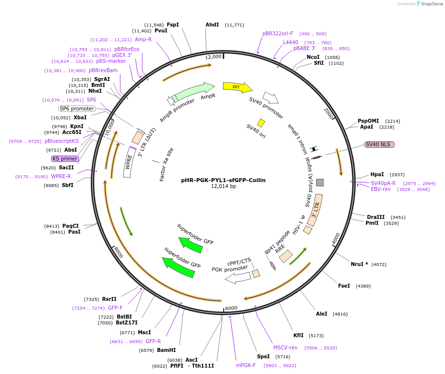 122177-plasmid-map-sequence-id-242708