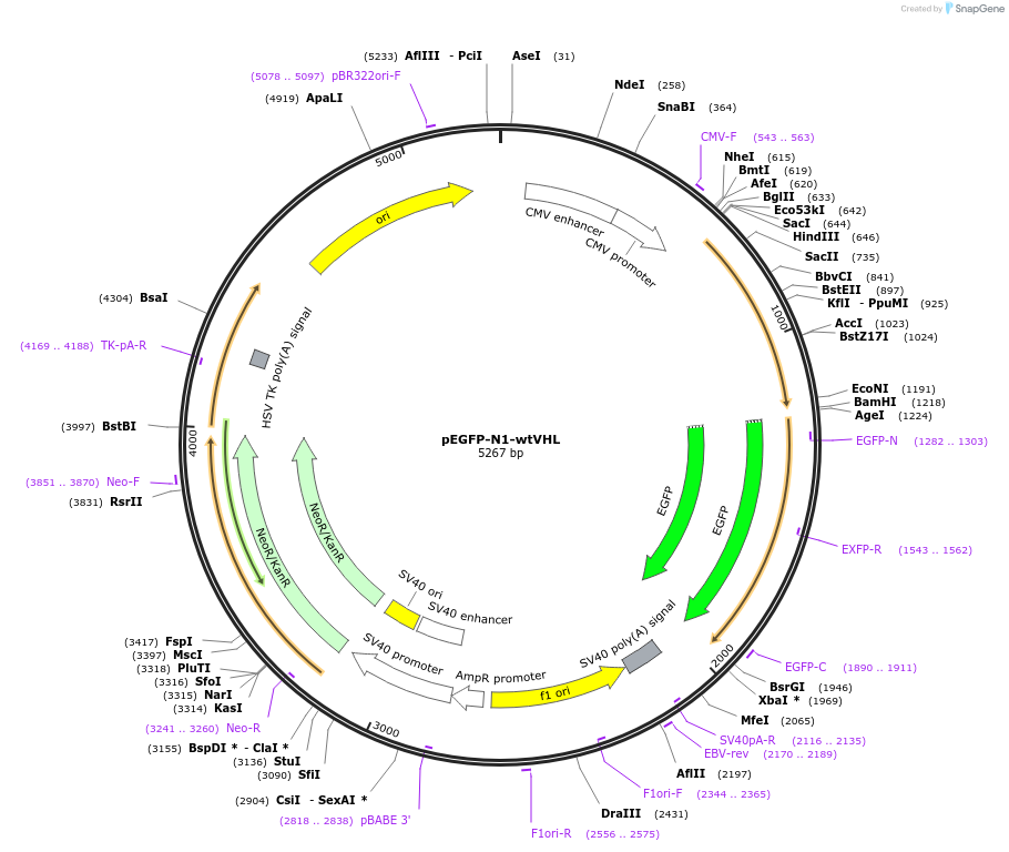 13389-plasmid-map-sequence-id-242748