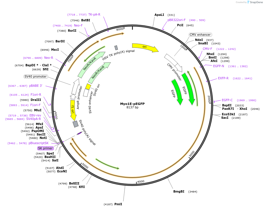 124658-plasmid-map-sequence-id-242759