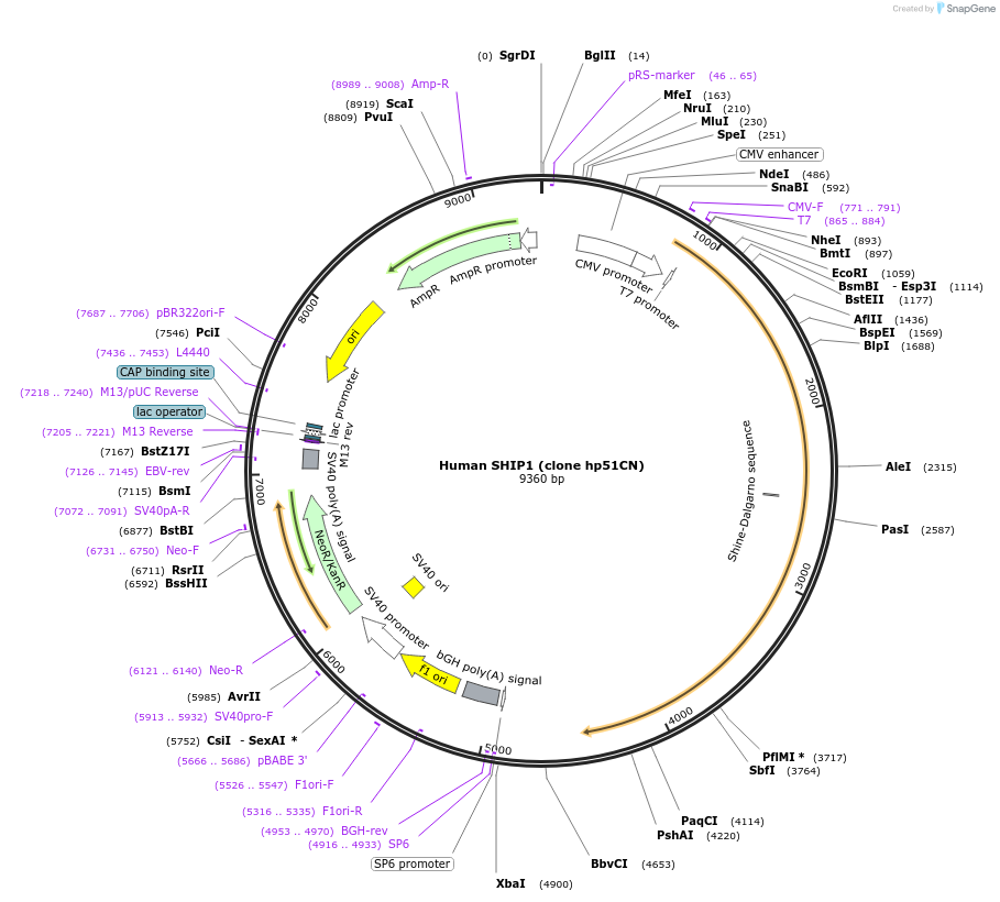 123347-plasmid-map-sequence-id-242760