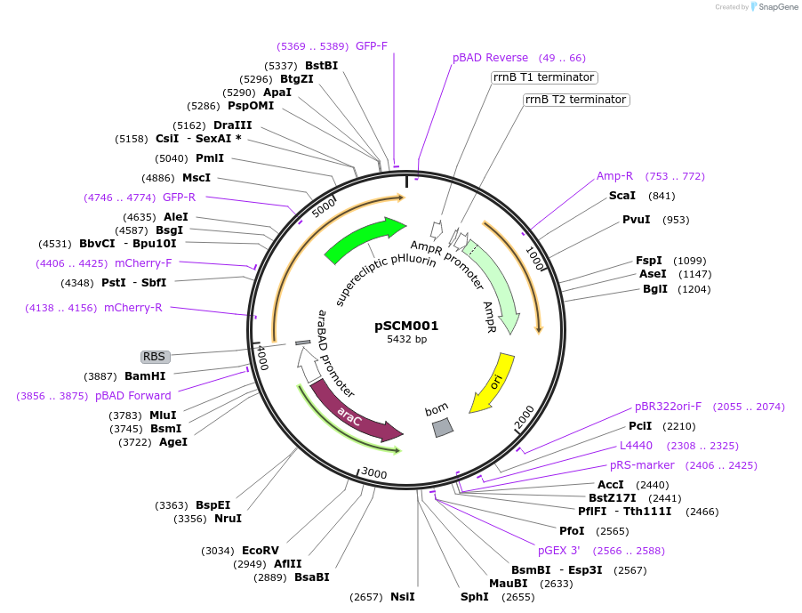 124605-plasmid-map-sequence-id-242761
