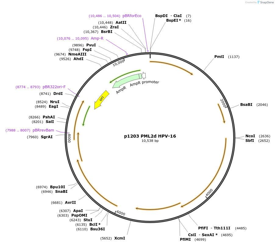 242762_map