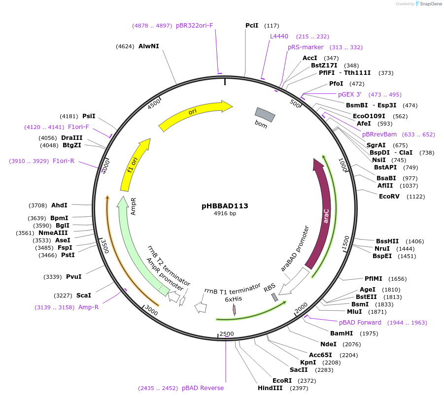 121912-plasmid-map-sequence-id-242763