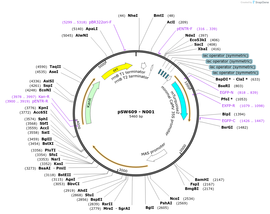 115993-plasmid-map-sequence-id-242766