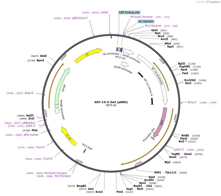 1942-plasmid-map-sequence-id-242767