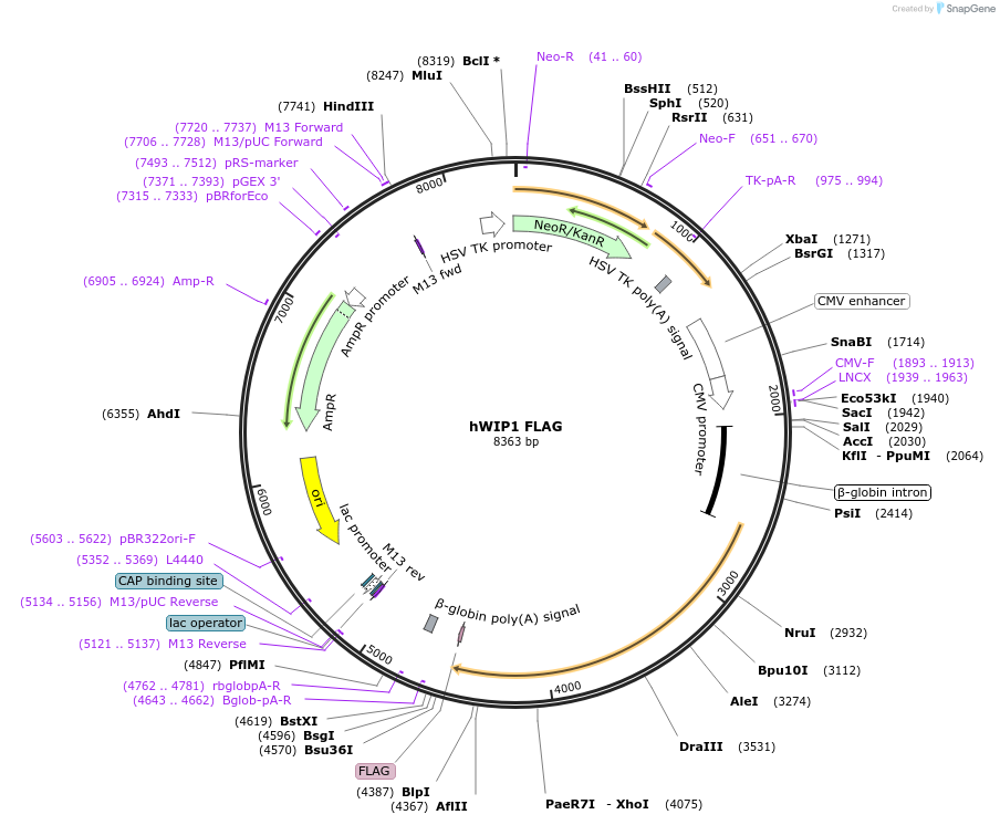 28105-plasmid-map-sequence-id-242771