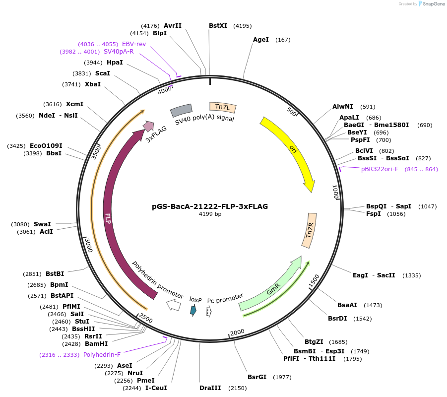 109165-plasmid-map-sequence-id-242820